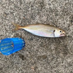 サビキ釣り好調！今年初のイワシも登場！